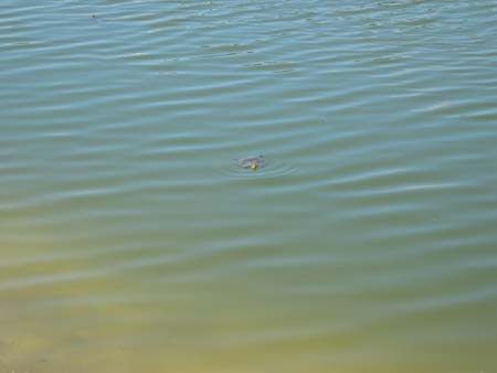 cmventionharv 068